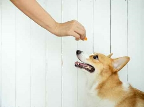 Picture for category Treats